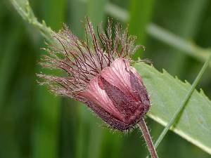 Geum rivale