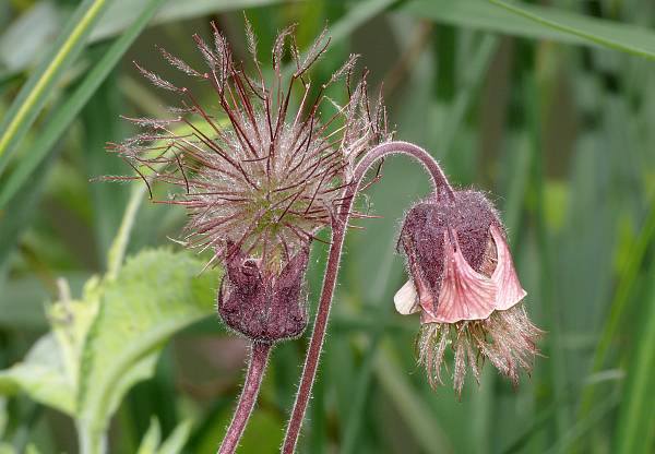 Geum rivale