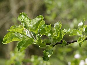 Malus domestica