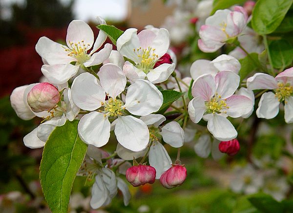 Malus domestica