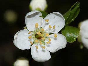 Malus domestica