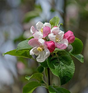 Malus domestica