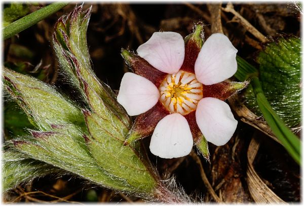 Potentilla micrantha