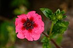 Potentilla nepalensis