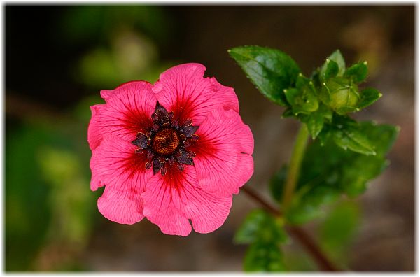 Potentilla nepalensis