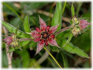 Potentilla palustris