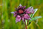 Potentilla palustris