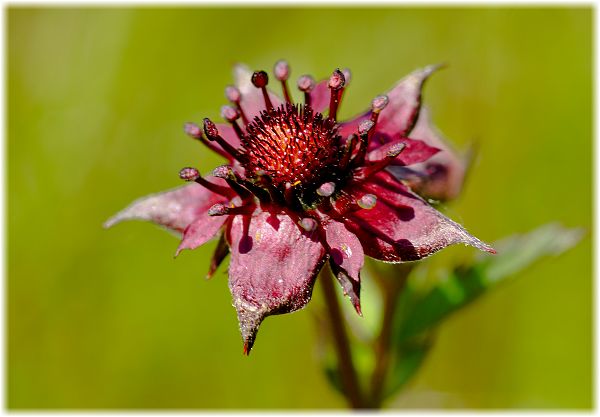 Potentilla palustris