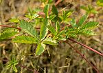 Potentilla reptans