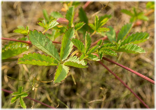 Potentilla reptans