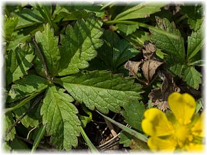 Potentilla thuringiaca