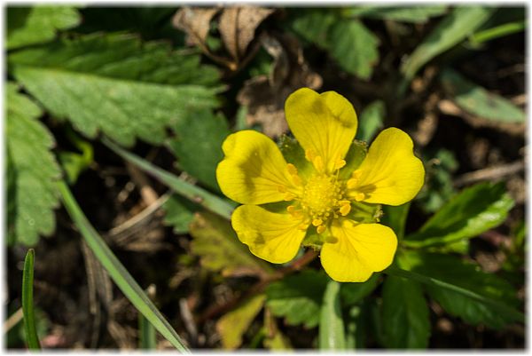 Potentilla thuringiaca