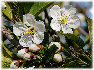 Prunus avium