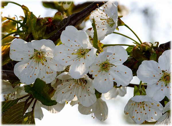 Prunus avium