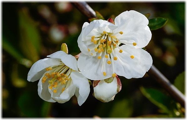 Prunus cerasus