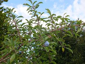 Prunus spinosa