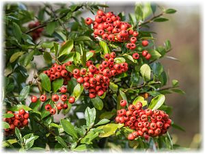 Pyracantha coccinea