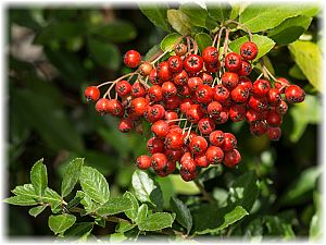 Pyracantha coccinea