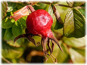 Rosa majalis