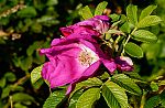 Rosa majalis