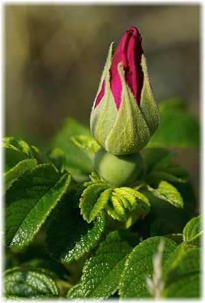 Rosa rugosa