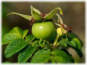 Rosa rugosa