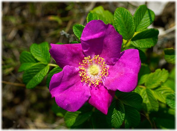 Rosa rugosa