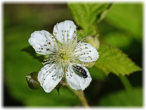 Rubus fruticosus Bluete