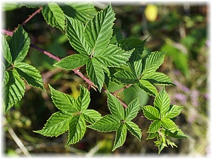 Rubus fruticosus Blaetter