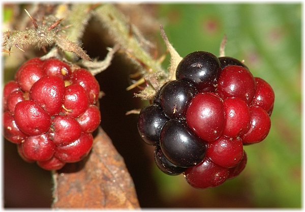 Rubus fruticosus