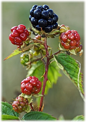 Rubus fruticosus Frucht