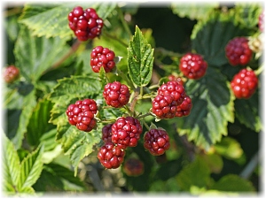 Rubus fruticosus