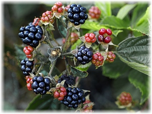 Rubus fruticosus Frucht