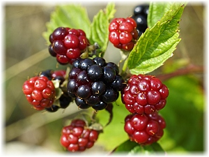 Rubus fruticosus Frucht