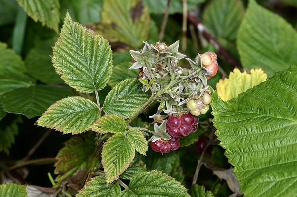 Rubus idaeus