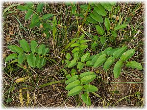 Sanguisorba officinalis