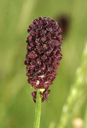 Sanguisorba officinalis