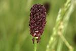 Sanguisorba officinalis