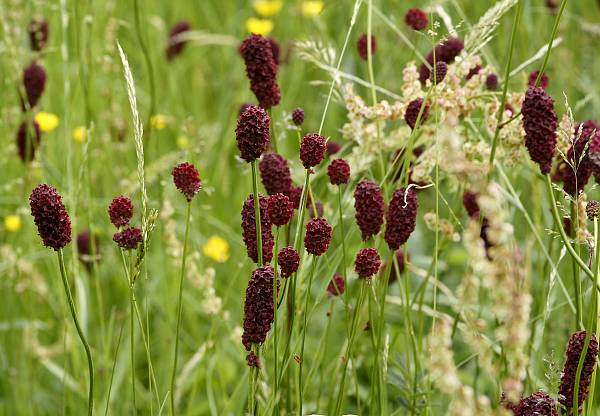 Sanguisorba officinalis