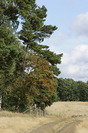 Sorbus aucuparia