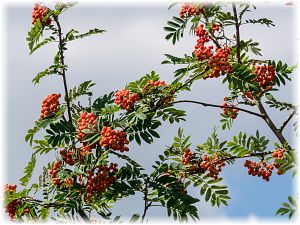 Sorbus aucuparia