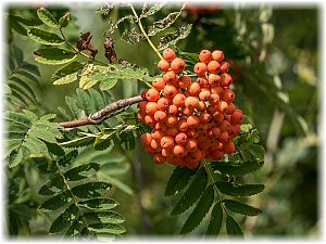 Sorbus aucuparia