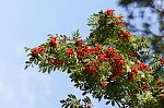 Sorbus aucuparia