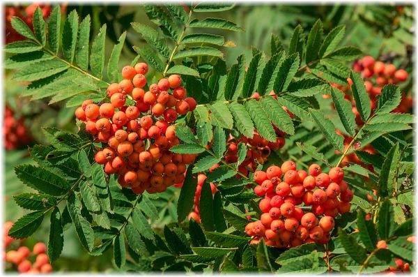 Sorbus aucuparia