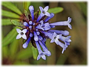 Asperula orientalis