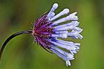 Asperula orientalis