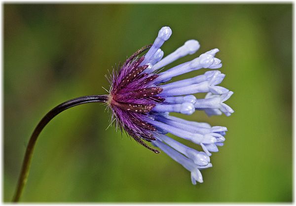 Asperula orientalis