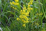 Galium verum