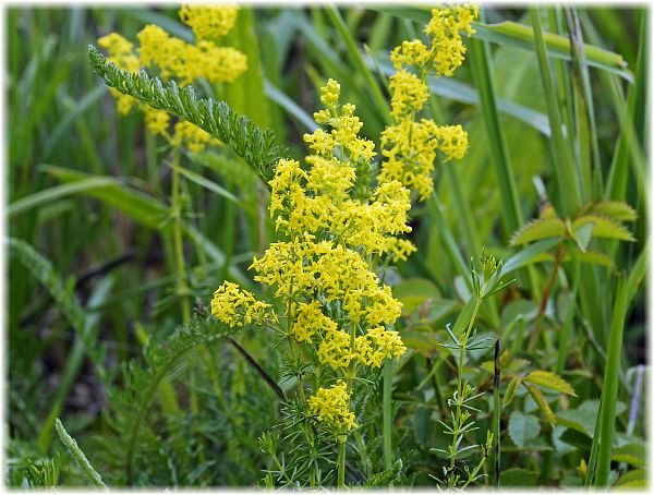 Galium verum