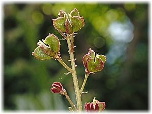 Dictamnus albus